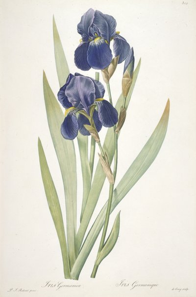 Iris germanica (Bart-Iris), 1812 von Pierre Joseph Redouté